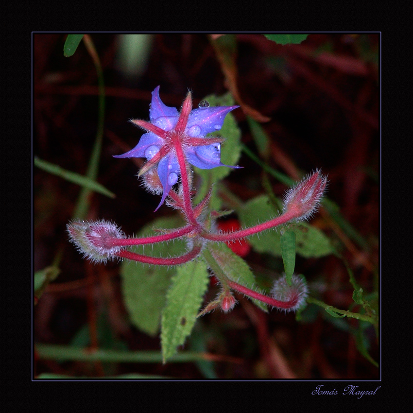 Bellezas del Sotobosque