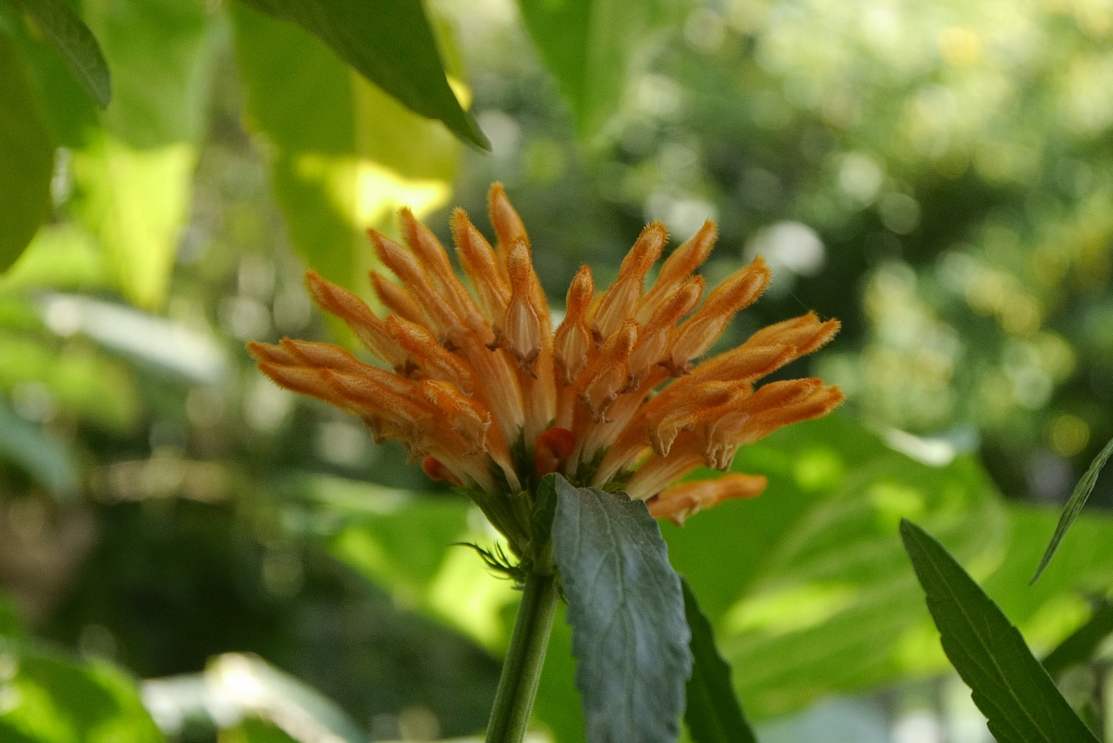 BELLEZAS PARA ALEGRAR EL OTOÑO