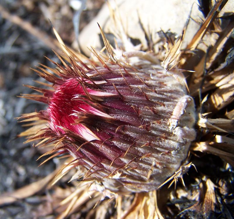 Bellezza spinosa