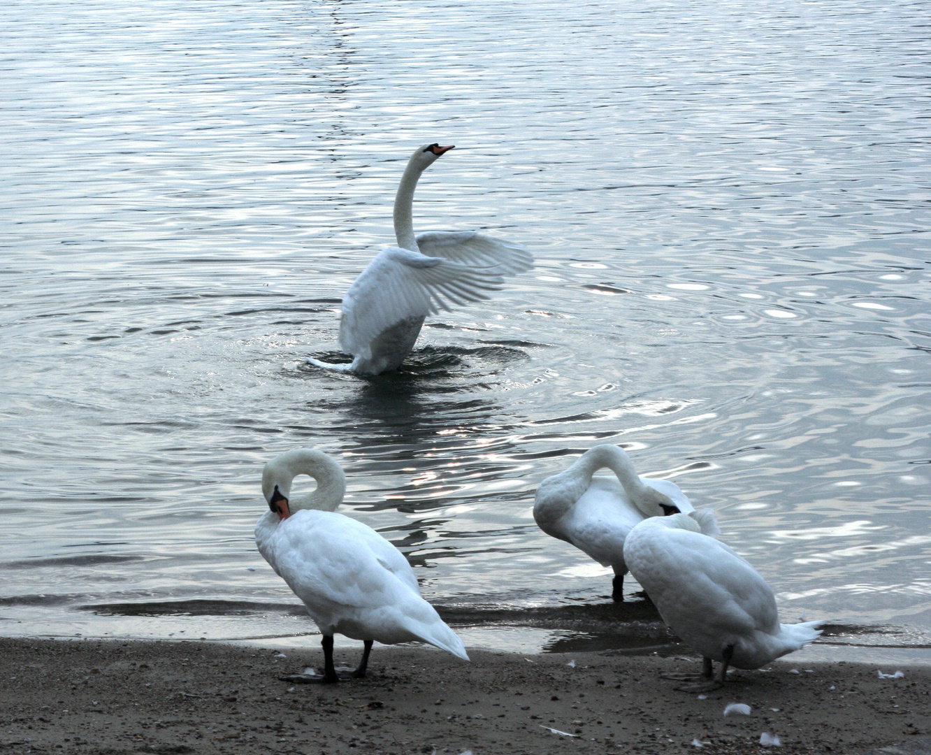 BELLEZZE AL BAGNO