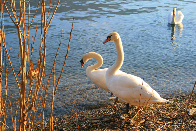 bellezze al bagno