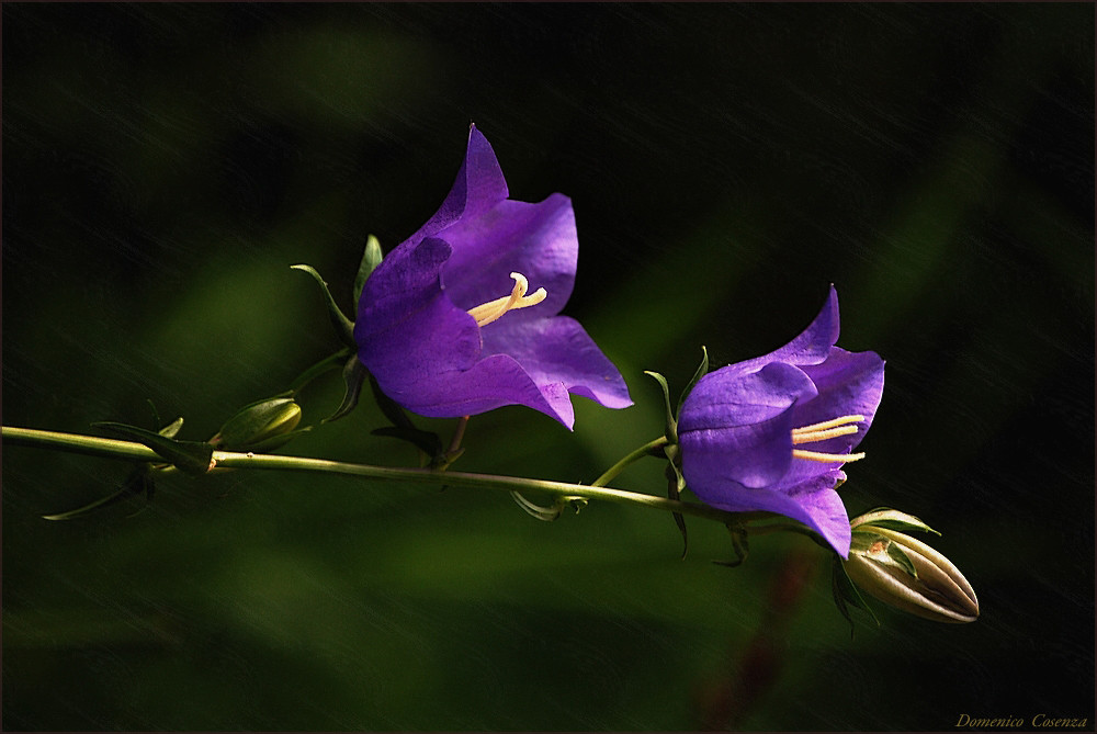 BELLFLOWER     -    A LIGHT IN THE EVENING