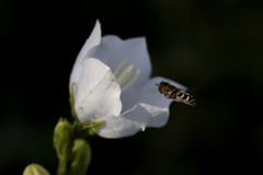 Bellflower (Campanula)