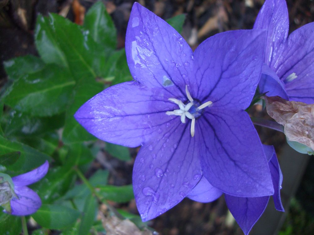 Bellflower Campanula