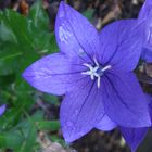 Bellflower Campanula