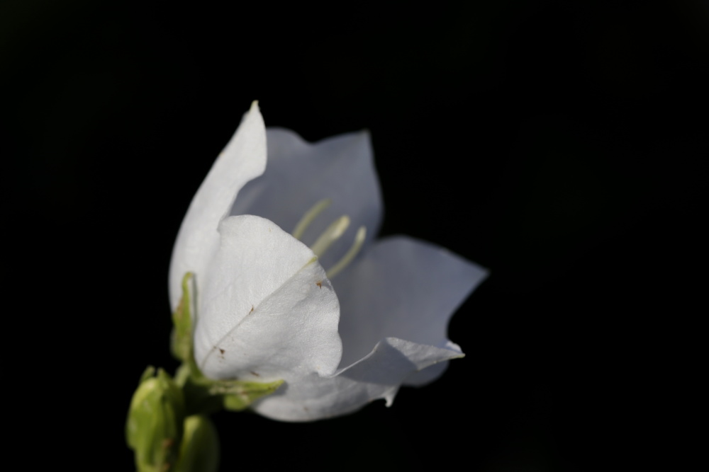 Bellflower (Campanula)