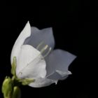 Bellflower (Campanula)