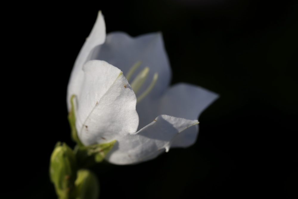 Bellflower (Campanula)