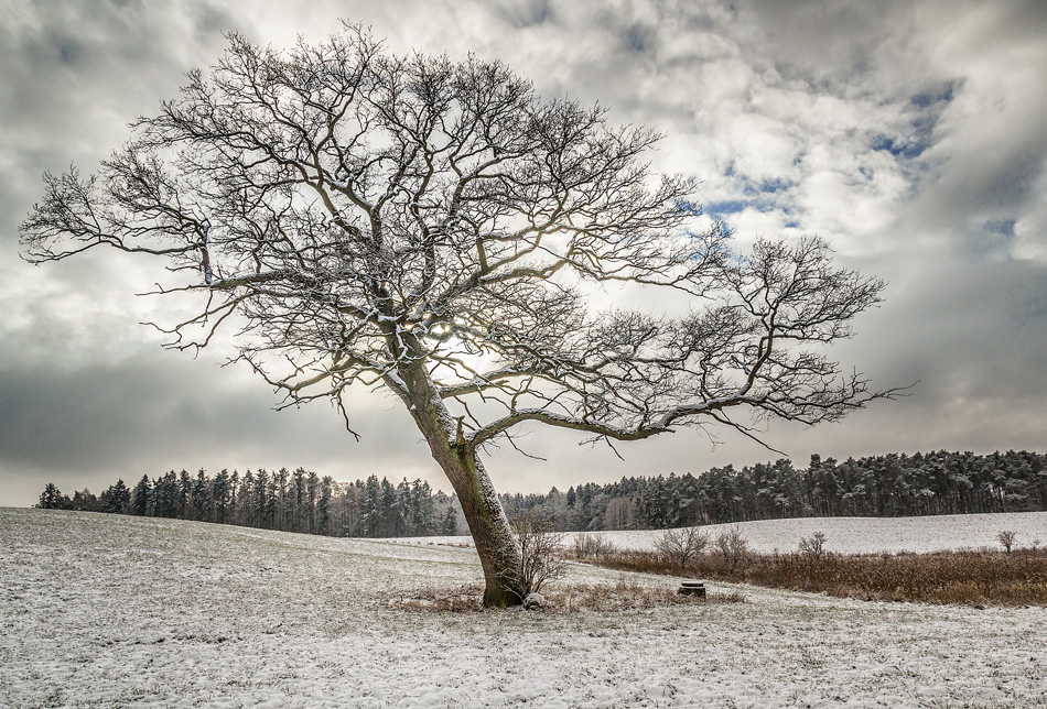 Belliner Baum