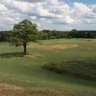 Belliner Baum