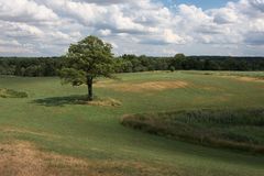 Belliner Baum