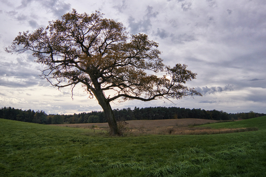 Belliner Eiche