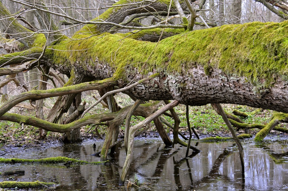 Belliner Moor 1