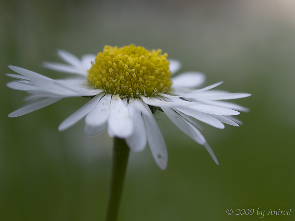 Bellis (1)