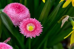 Bellis (2)