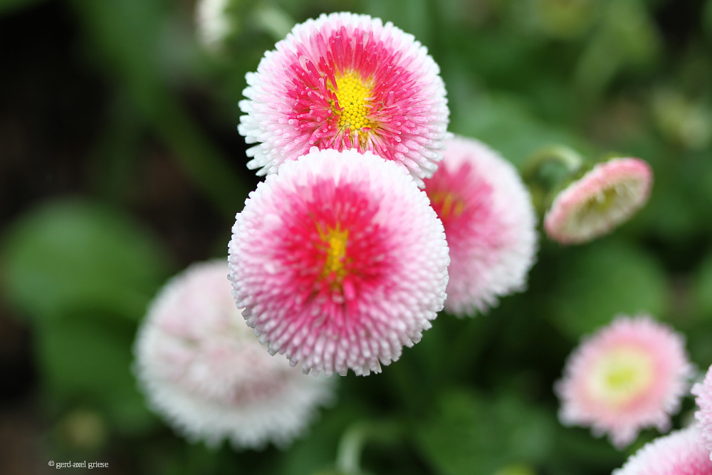 Bellis # 5230