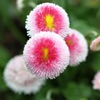 Bellis # 5230