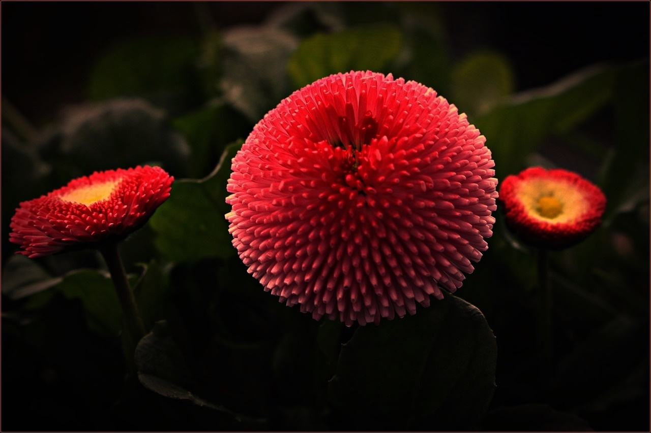 " Bellis " Foto & Bild | pflanzen, pilze & flechten, blüten ...