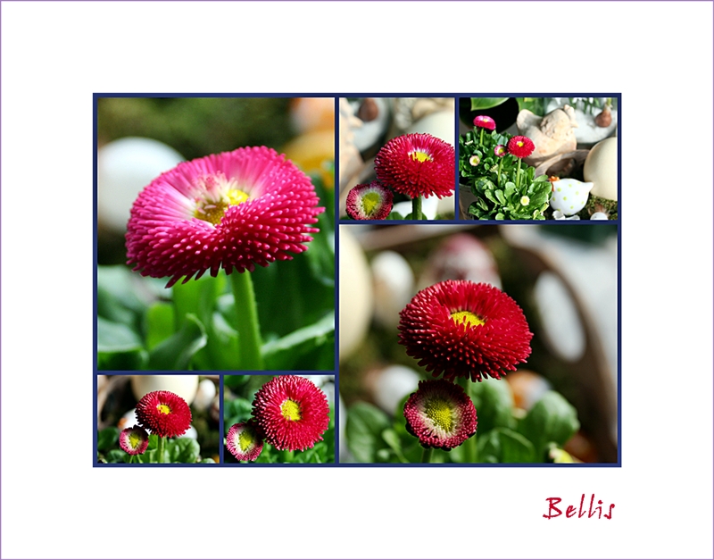 Bellis