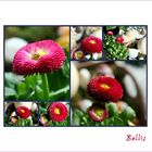 Bellis