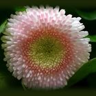 Bellis ...