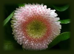 Bellis ...