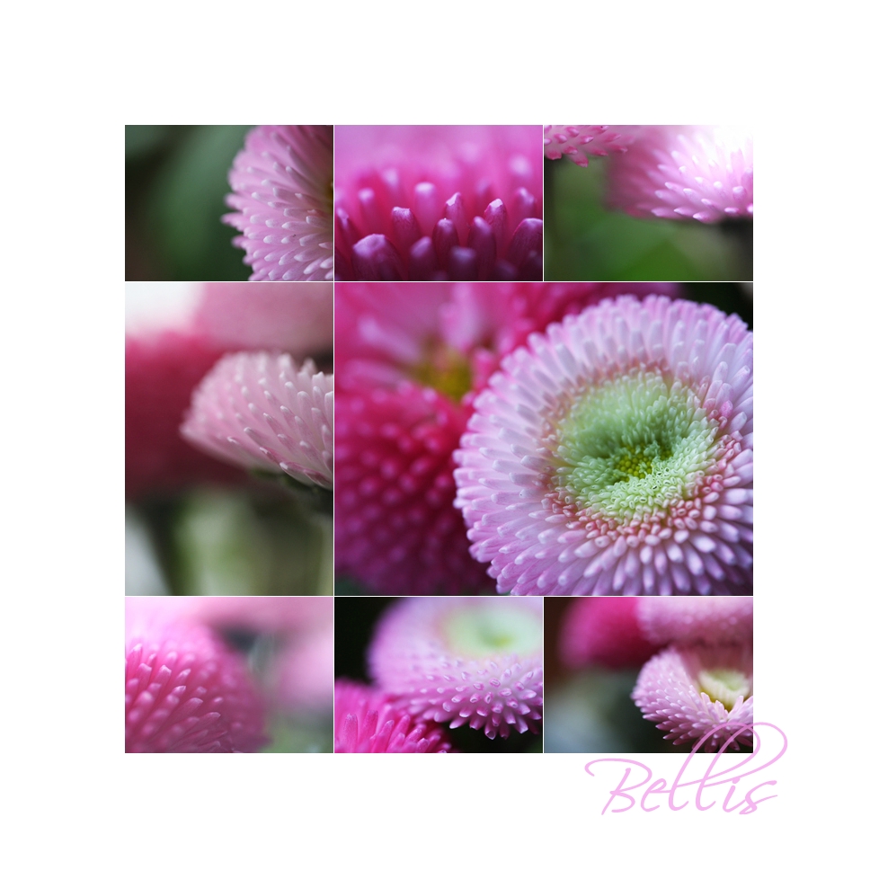 .bellis.