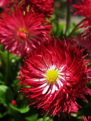 Bellis an der Mittagssonne