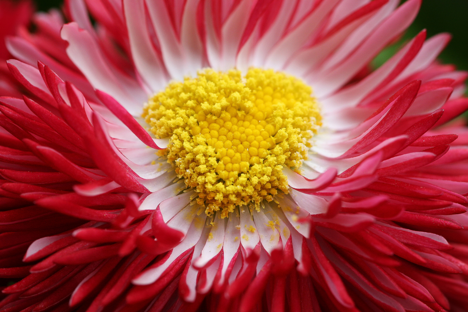 Bellis, auch Tausendschön genannt