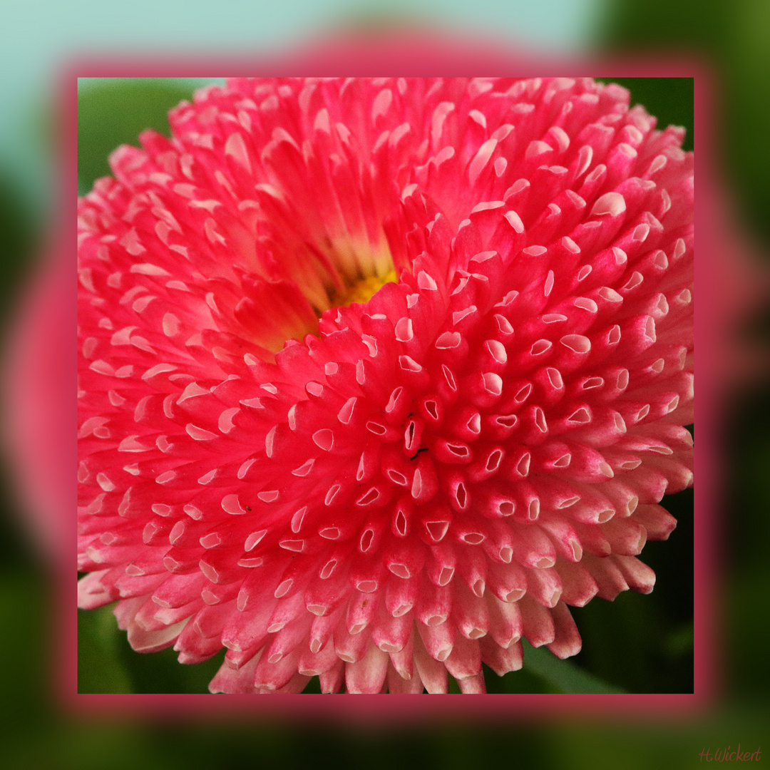 Bellis auf dem Balkon