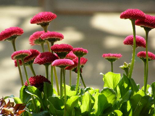 Bellis auf der Fensterbank