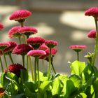 Bellis auf der Fensterbank