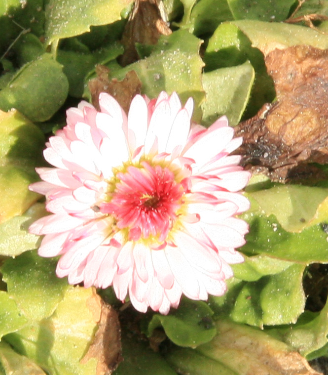 Bellis auf Langenberg