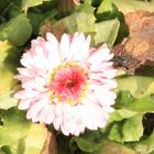 Bellis auf Langenberg