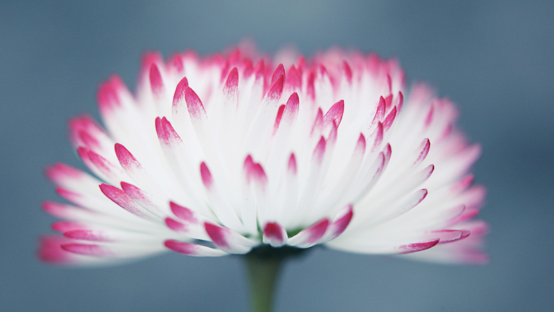 Bellis