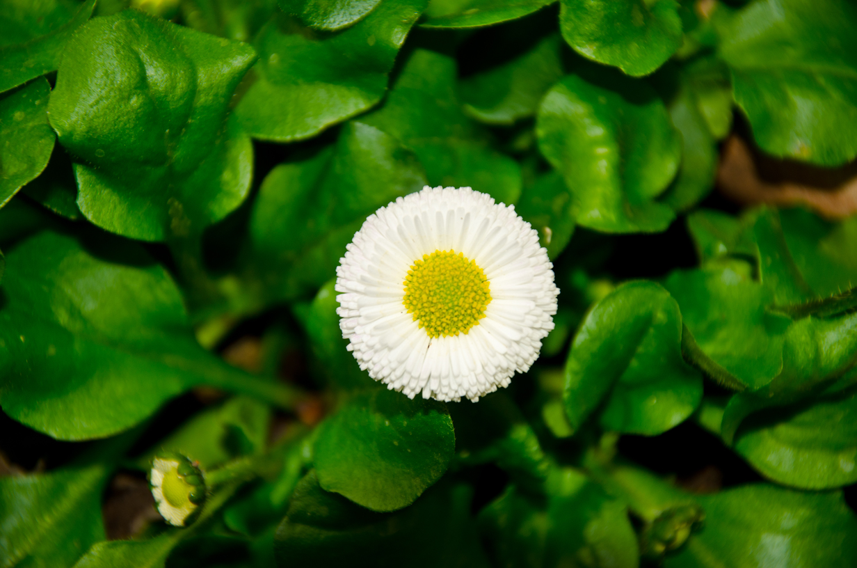 Bellis (Bellis perennis) Asteraceae