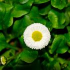 Bellis (Bellis perennis) Asteraceae