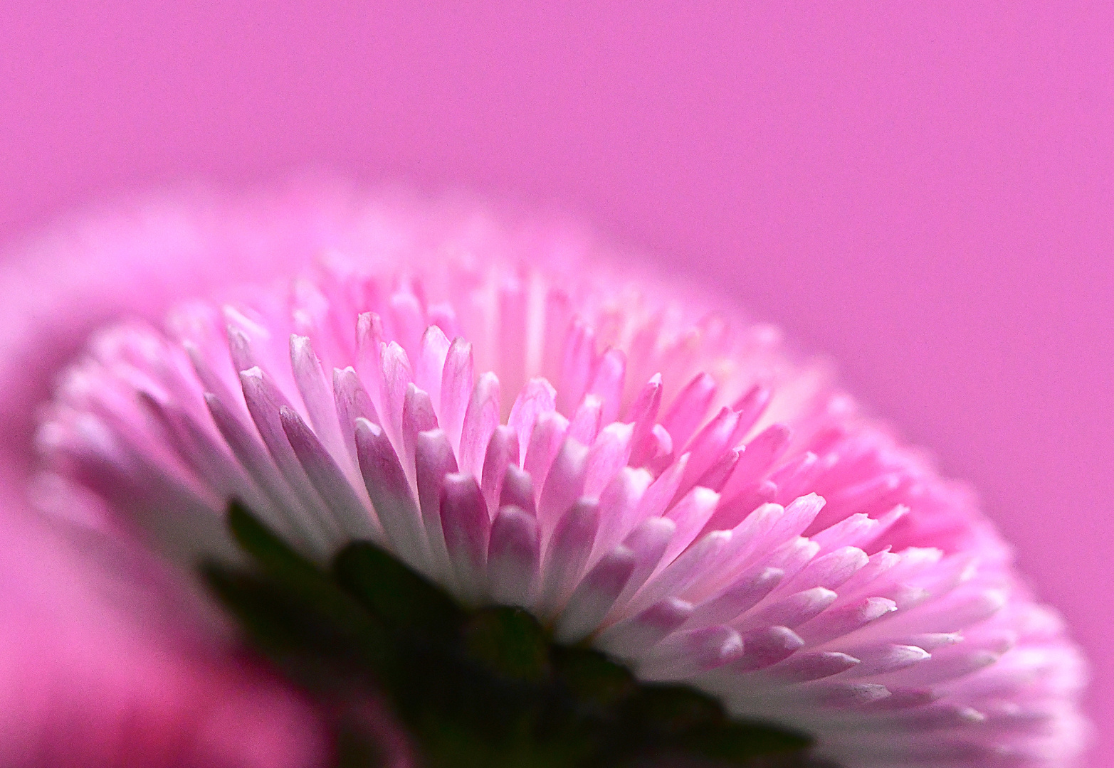 Bellis bellissima   