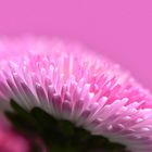 Bellis bellissima   