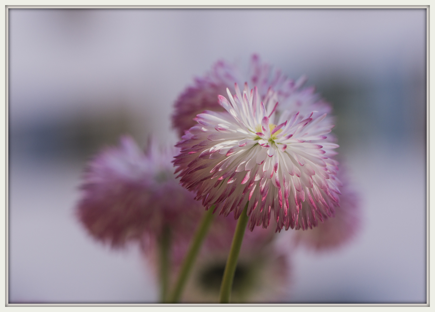 Bellis bellissimo