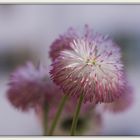 Bellis bellissimo