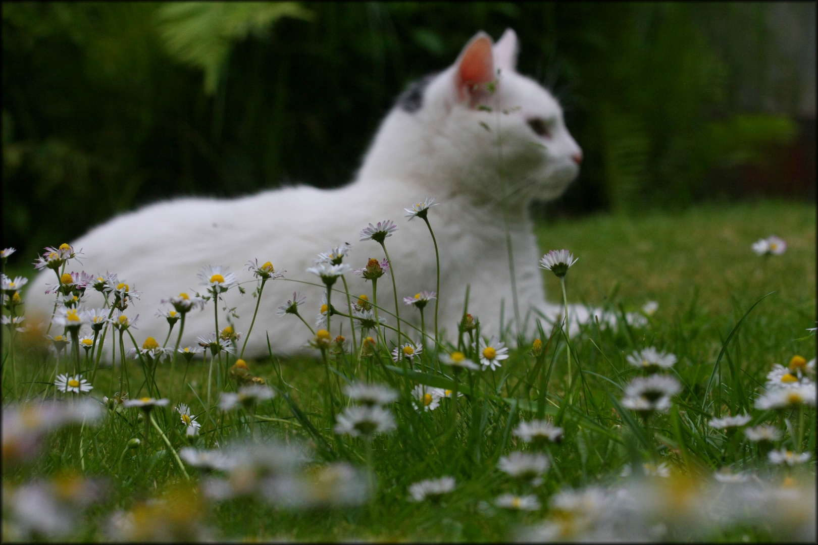 Bellis bellissimo