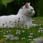 Bellis bellissimo