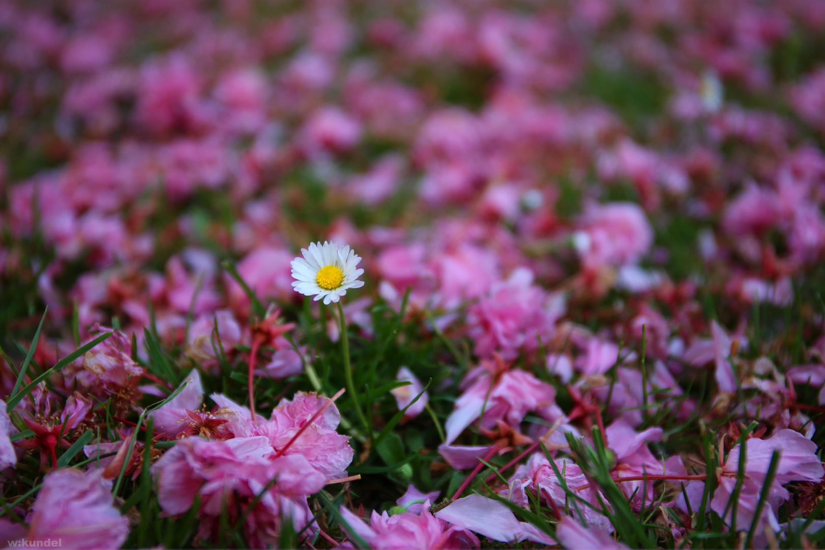 Bellis bellissimo