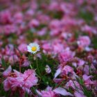 Bellis bellissimo