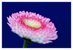 Bellis blue