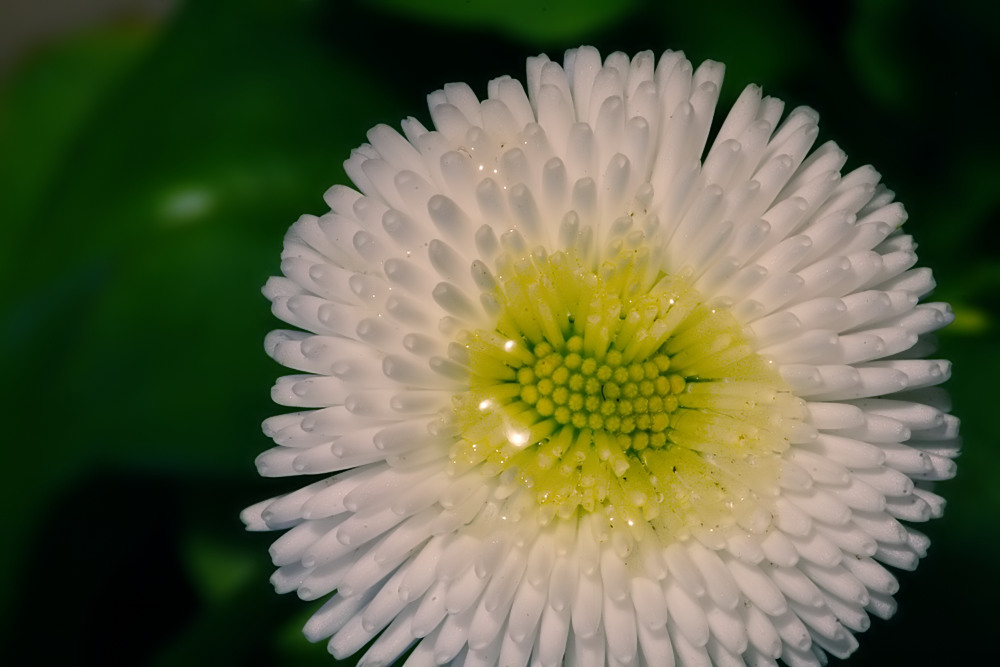 Bellis Blüte