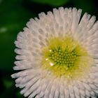 Bellis Blüte