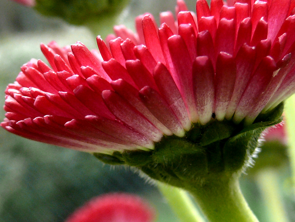 Bellis, die Erste