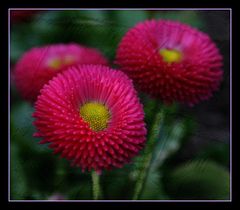 Bellis die Schönen